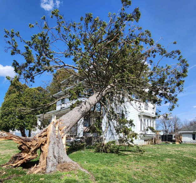 Wind storm damage in Springfield Ohio showing large tree snapped and fallen onto a home after severe Dayton area wind gusts.